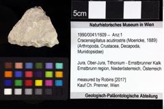 Foto (Objket + Etiketten) von Cyclothyreus sp. 